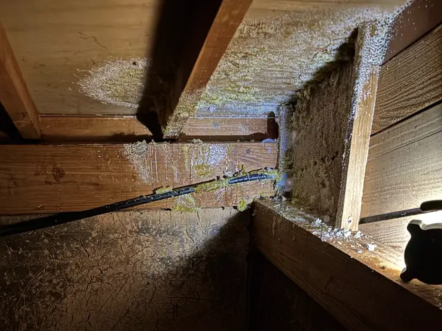 福岡全域即日対応OK！危険なオオスズメ蜂駆除致します！！サービスの画像