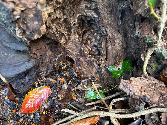福岡全域即日対応OK！危険なオオスズメ蜂駆除致します！！サービスの画像