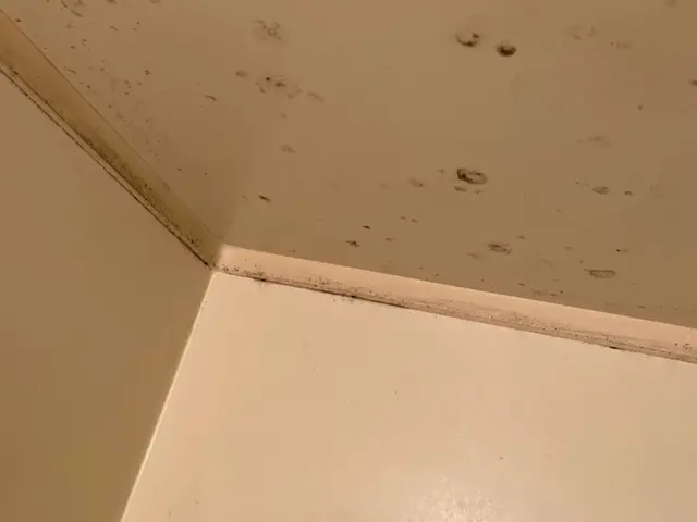 水回りクリーニング/2点セット(お風呂+換気扇)サービスの画像