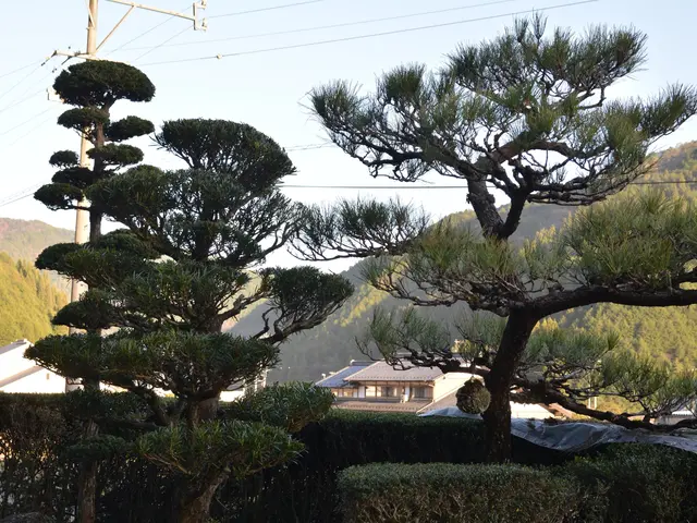 【自然風剪定、土壌改善、植物の扱い方】お気軽にご相談ください。サービスの画像