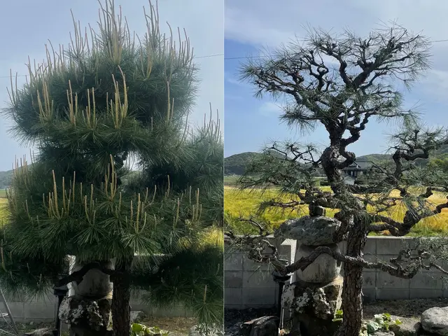 【県内剪定部門口コミ件数NO.1】【接客に自信アリ】お庭のお悩み解決致します！サービスの画像