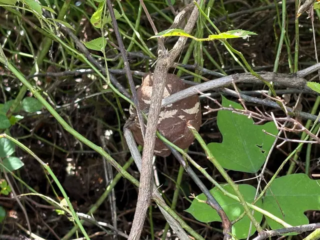 【迅速・安心・丁寧】万事屋 良助の蜂の巣駆除サービスサービスの画像
