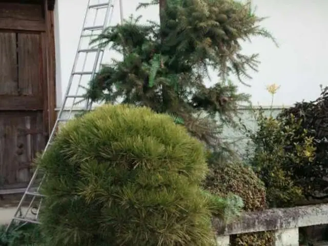 栃木　厚労省認定一級造園技能士。依頼多数の為、御予約お早めに。サービスの画像