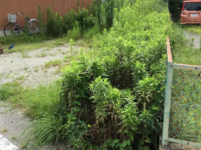 【姫路から岡山まで対応】お庭、空き地を草刈りしてスッキリとしませんか？サービスの画像