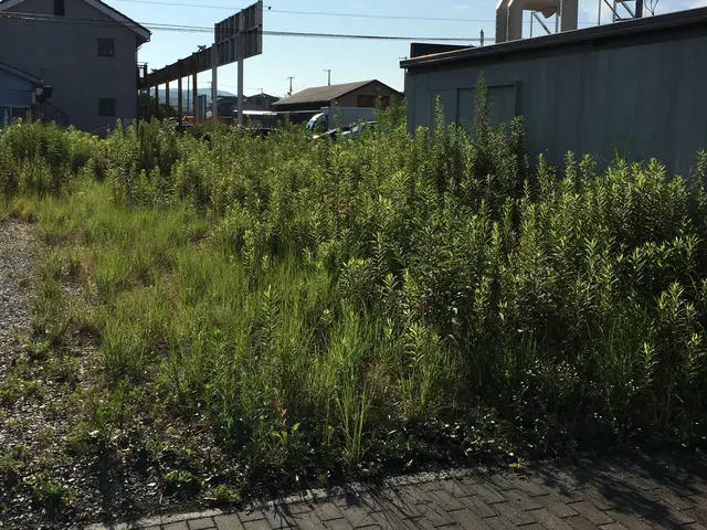 【姫路から岡山まで対応】お庭、空き地を草刈りしてスッキリとしませんか？サービスの画像