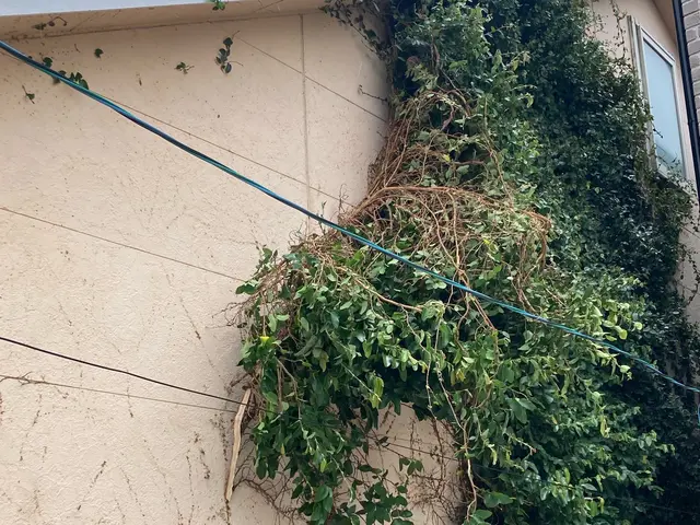 生い茂った蔦の除去はお任せください！サービスの画像