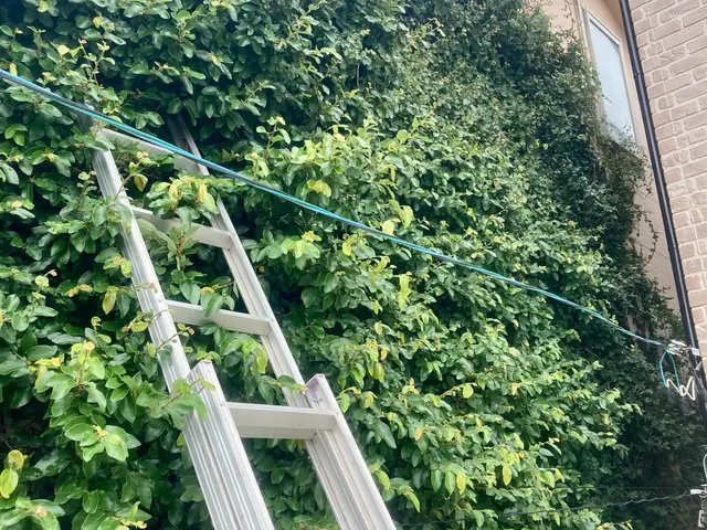 生い茂った蔦の除去はお任せください！サービスの画像