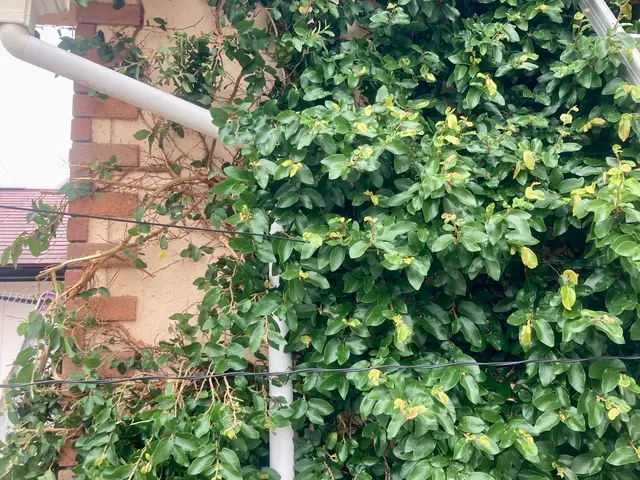 生い茂った蔦の除去はお任せください！サービスの画像