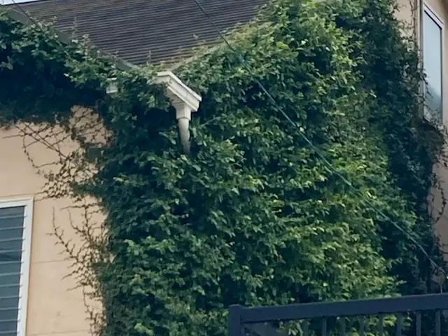 生い茂った蔦の除去はお任せください！サービスの画像