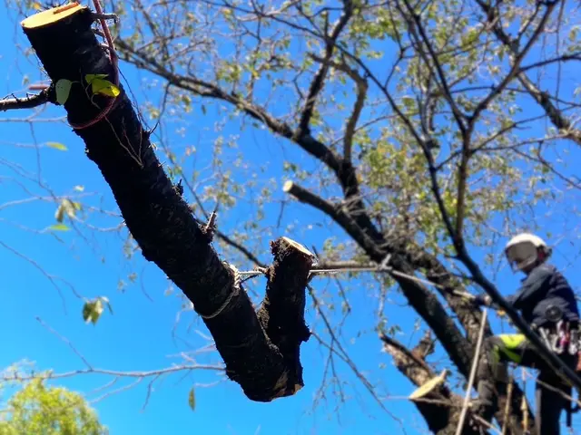 ★口コミ数No1★伐採専門店★6年連続受賞★高さ30Mまで対応サービスの画像