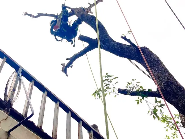 ★口コミ数No1★伐採専門店★6年連続受賞★高さ30Mまで対応サービスの画像