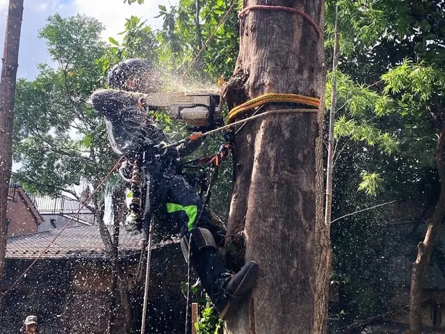 ★口コミ数No1★伐採専門店★6年連続受賞★高さ30Mまで対応サービスの画像