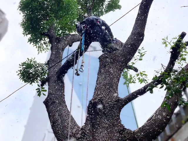 ★口コミ数No1★伐採専門店★6年連続受賞★高さ30Mまで対応サービスの画像