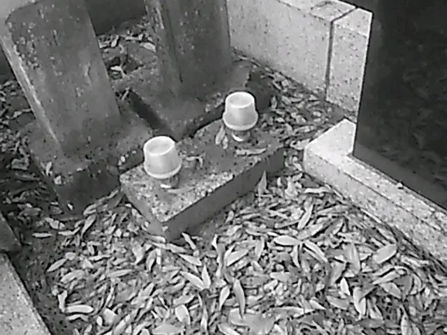 墓石洗浄をそこそこ汚れが落ちる程度に行います。    1基の価格です。サービスの画像