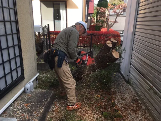 夏秋剪定☆大きくなり過ぎた樹木、日陰な樹木バッサリ！サッパリ解決お任せくださいサービスの画像