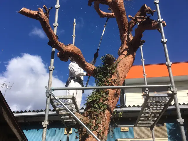 夏秋剪定☆大きくなり過ぎた樹木、日陰な樹木バッサリ！サッパリ解決お任せくださいサービスの画像