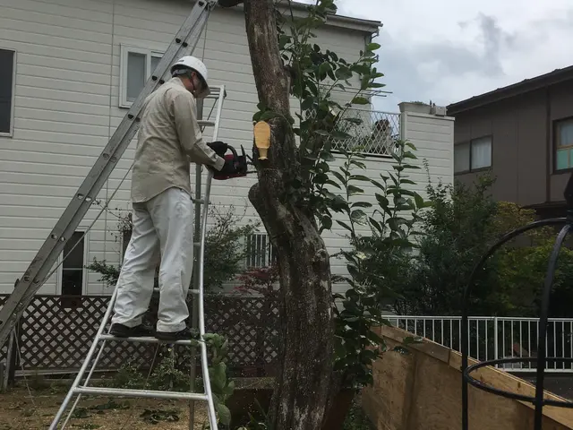 夏秋剪定☆大きくなり過ぎた樹木、日陰な樹木バッサリ！サッパリ解決お任せくださいサービスの画像