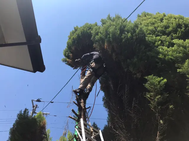 夏秋剪定☆大きくなり過ぎた樹木、日陰な樹木バッサリ！サッパリ解決お任せくださいサービスの画像