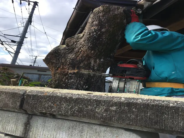 夏秋剪定☆大きくなり過ぎた樹木、日陰な樹木バッサリ！サッパリ解決お任せくださいサービスの画像