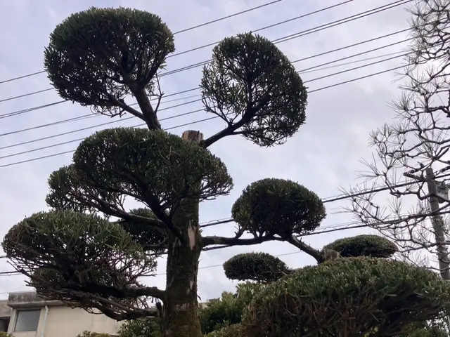 年間100件の実績！レスキュー隊経験者が安全第一で美しく仕上げますサービスの画像