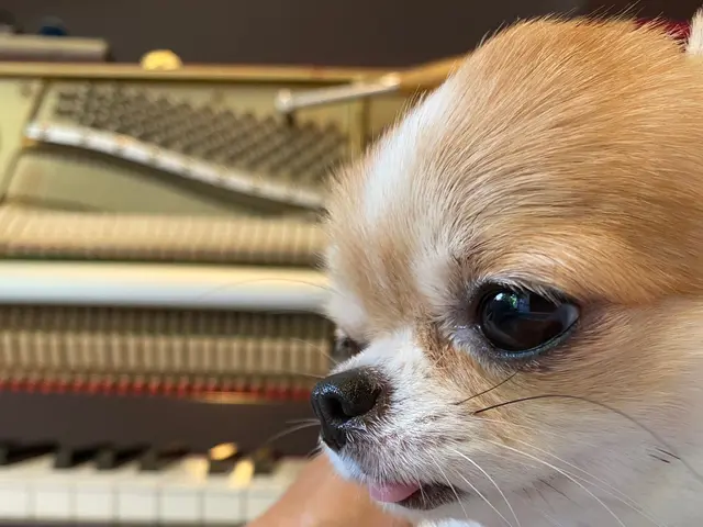 シンガポールで16年ピアノ調律を行い、日本人のピアノをほぼ全て調律していました。サービスの画像