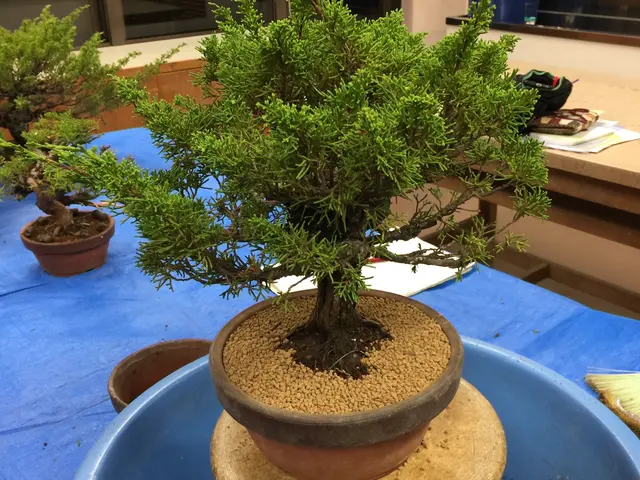 盆栽師ならではの高度な技術、経験、知識を活かした植替え。一回り小さい鉢へも可能サービスの画像