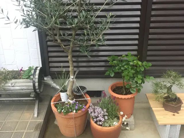 盆栽師ならではの高度な技術、経験、知識を活かした植替え。一回り小さい鉢へも可能サービスの画像