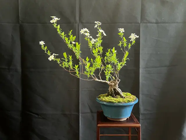 盆栽師ならではの高度な技術、経験、知識を活かした植替え。一回り小さい鉢へも可能サービスの画像