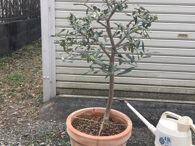 盆栽師ならではの高度な技術、経験、知識を活かした植替え。一回り小さい鉢へも可能サービスの画像