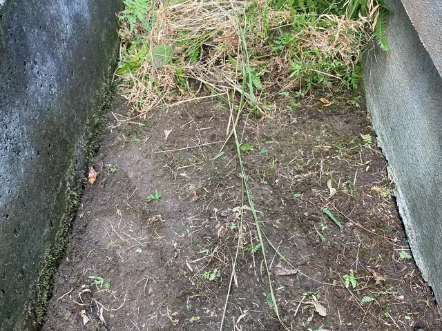 【草刈・伐採のプロ】低価格で納得の仕上がり。非喫煙者のみ。安全丁寧で安心。サービスの画像