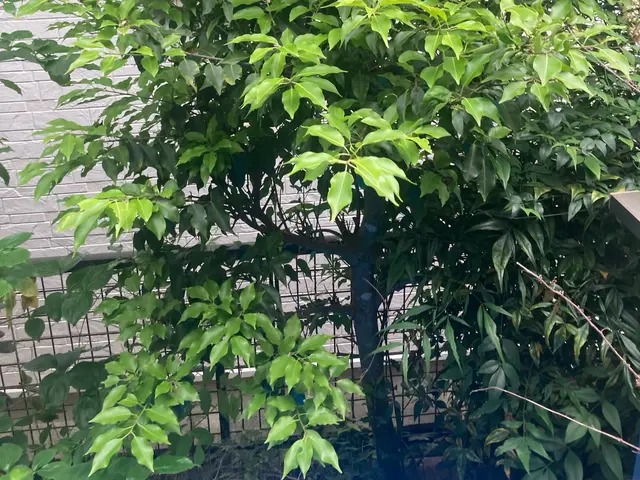 特殊伐採も対応します☆伐採や抜根お任せください☆サービスの画像