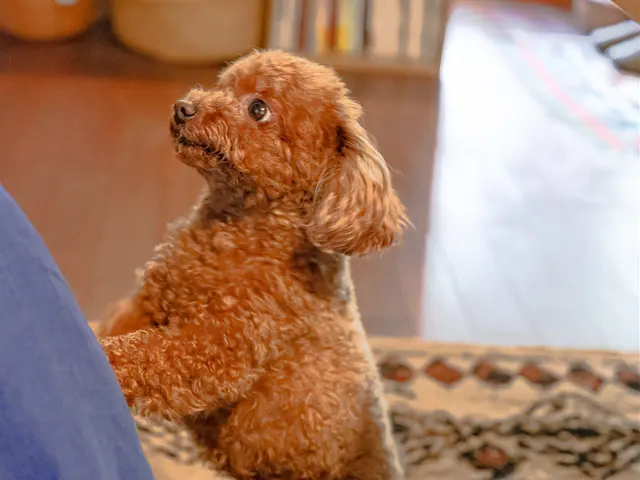 写真印刷10枚無料☆プロの技術でご満足いただけるように心を込めて撮影いたします