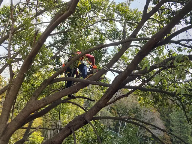 〈reGreen〉クライミングギアを使用した特殊伐採、重機等により安全作業を実施サービスの画像
