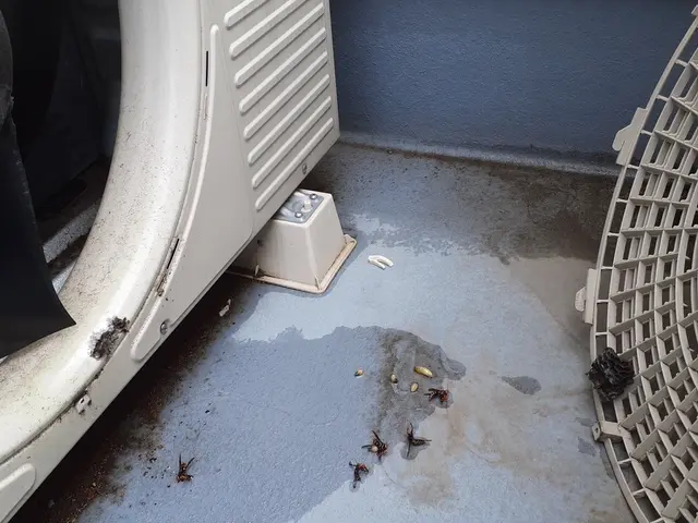 蜂駆除(スズメバチ、アシナガバチ、ミツバチ)サービスの画像