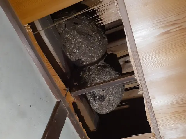 蜂駆除(スズメバチ、アシナガバチ、ミツバチ)サービスの画像