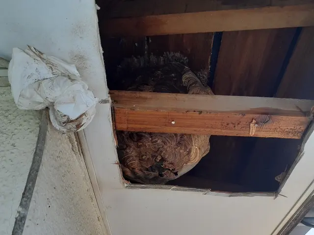 蜂駆除(スズメバチ、アシナガバチ、ミツバチ)サービスの画像