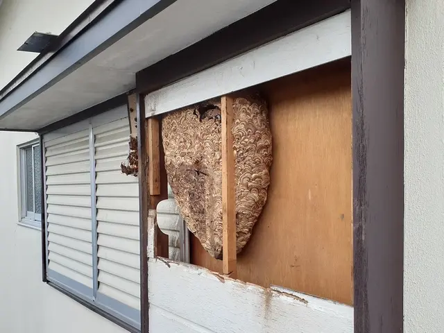 蜂駆除(スズメバチ、アシナガバチ、ミツバチ)サービスの画像