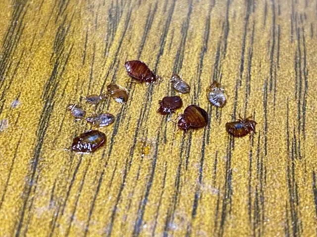 駆除の国家資格も取得！！トコジラミ完全駆除の実績多数！昆虫マニアが安心をお届け！サービスの画像