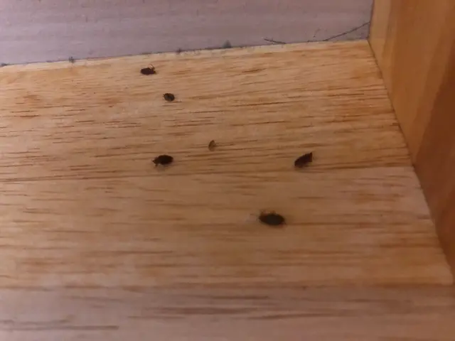 駆除の国家資格も取得！！トコジラミ完全駆除の実績多数！昆虫マニアが安心をお届け！サービスの画像