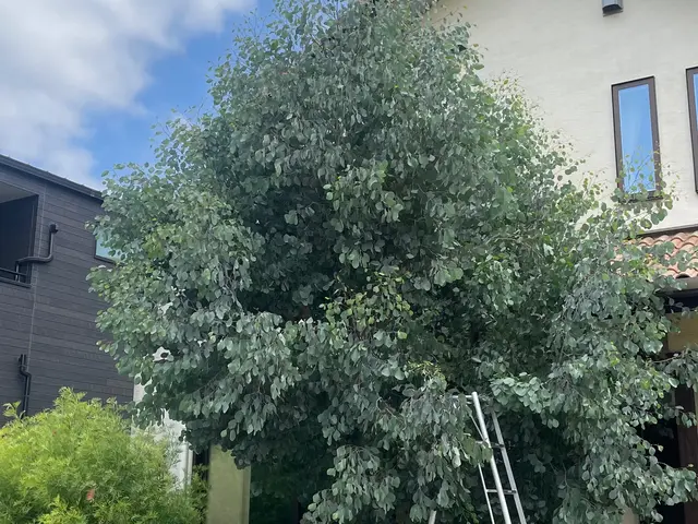 【新規出店】9月度の受付開始中　庭木の自然樹形の剪定やオージープランツの剪定も可サービスの画像