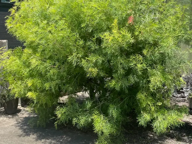 【新規出店】9月度の受付開始中　庭木の自然樹形の剪定やオージープランツの剪定も可サービスの画像