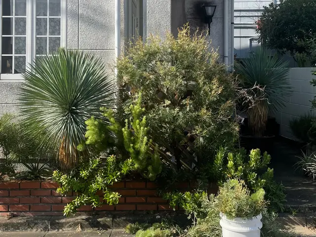 【新規出店】9月度の受付開始中　庭木の自然樹形の剪定やオージープランツの剪定も可サービスの画像