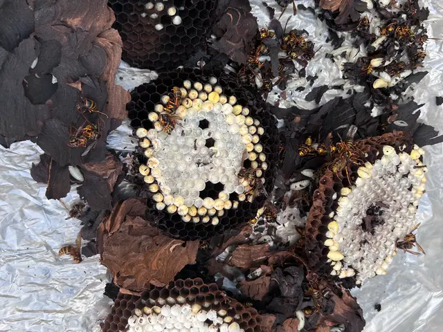 ◆年内保証有り◆アシナガバチ8800円〜◆女性同行サービスの画像