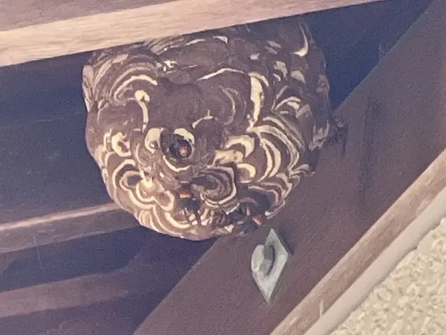 ◆年内保証有り◆アシナガバチ8800円〜◆女性同行サービスの画像