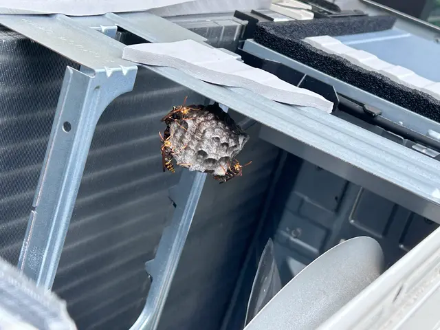 ◆年内保証有り◆アシナガバチ8800円〜◆女性同行サービスの画像