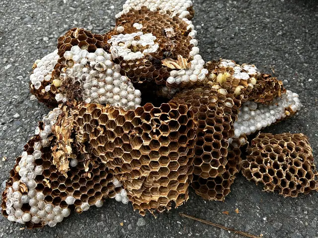 ◆年内保証有り◆アシナガバチ8800円〜◆女性同行サービスの画像