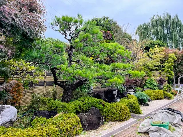 【庭木の剪定】美しい自然樹形に仕立てます！サービスの画像