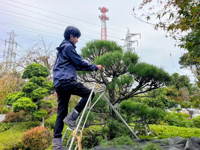 【庭木の剪定】美しい自然樹形に仕立てます！サービスの画像
