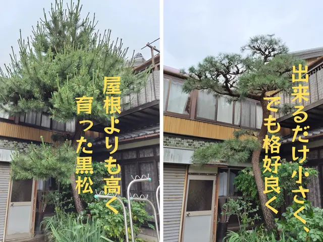 【職人歴10年・1級技能士】自然な透かし剪定でお庭を美しく仕上げます。サービスの画像