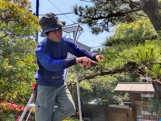 【職人歴10年・1級技能士】自然な透かし剪定でお庭を美しく仕上げます。サービスの画像